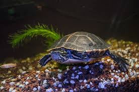 The best diy turtle dock design! How To Set Up An Aquatic Turtle Tank