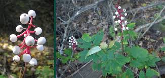Image result for Blumea adamsii
