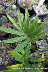 Image result for Encephalartos villosus