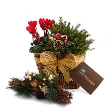 Maybe you would like to learn more about one of these? 60th Anniversary The Diamond Wedding Rose By Giftaplant Notonthehighstreet Com