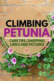 Pin On Gardening