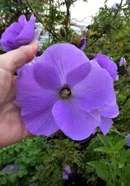 Perfect for larger scale production of syrups, beverages and foods using hibiscus flowers. Alyogyne Huegelii Blue Hibiscus Buy Online At Annie S Annuals
