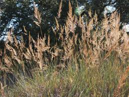 Image result for Sorghastrum