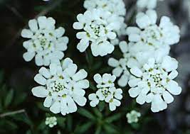Candytuft Flower Iberis Umbellata Balloon Flowers Flowers Plants