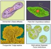 Image result