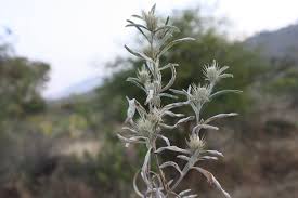 Image result for Dicoma