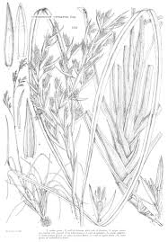 Image result for Hyparrhenia mobukensis