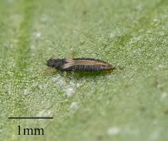 Image result for Helichrysopsis