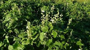 Image result for Lablab purpureus