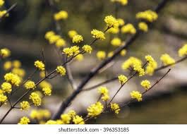 Image result for Ochna cyanophylla