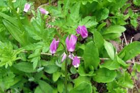 Image result for Jeffreya petitiana