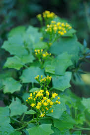 Image result for Delairea odorata