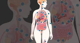 Image result for Estrogen