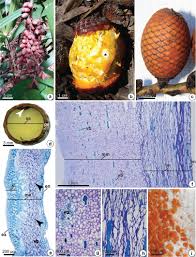 Image result for Eriocoelum