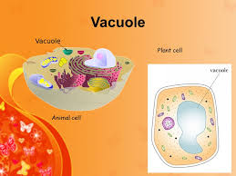 However, animal cells, especially fat cells, have membrane enclosed vacuoles for storage, waste, et cedera. Cell Organelles Ppt Video Online Download