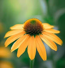 Image result for Launaea rogersii