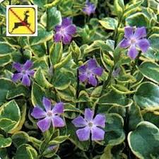 Image result for Vinca major