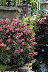 Image result for Hydrangea quercifolia