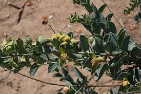 Image result for Maerua edulis