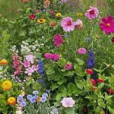 Cottage Garden Basket Of Gold Candytuft Classic Zinnia Cornflower Corn Poppy Cosmos Forget Me Not Four O Cl Fleurs Sauvages Jardin Monet Idees Jardin