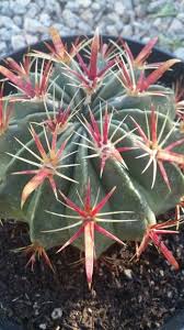 Devil's tongue barrel cactus (ferocactus latispinus) (britton & rose): Pin Na Doske Marivel S Nursery
