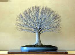 The trunk is straight and upright with. Clean Sweep Show Us Your Brooms