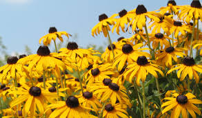 Image result for Droogmansia