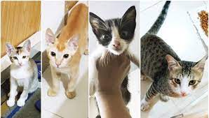 Mau Family Cat Love And Pet Care Home Facebook