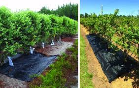 Wood chipper machine, wood chipper, wood chipping machine, biomass comprehensive crusher, template crusher, tree stump crusher, wood splitting machine, wood debarking machine. Blueberries With Local Standard Mulches Woodchips Sawdust And Black Download Scientific Diagram