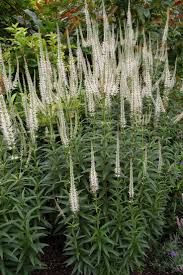Der boden sollte nährstoffreich sein und über ausreichend feuchtigkeit verfügen. Veronicastrum Diana Google Search White Plants Garden Shrubs Plants