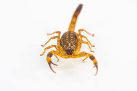 It also manifests itself into a fear of any situation, event or person that is associated with dancing. Study Reveals People Fear Scorpions Than They Fear Spiders