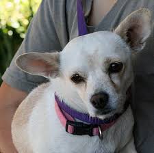 Palmdale Ca Chihuahua Meet Poppy A Pet For Adoption Pet Adoption Dog Adoption Chihuahua
