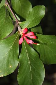 Image result for Turraea mombassana