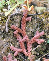 Image result for Selaginella molliceps
