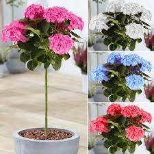 Caring for tree hydrangea plants. Buy Hydrangea Macrophylla Premium Lollipop Trees Free Uk Delivery