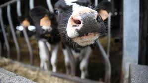 Fédération nationale des syndicats d'exploitants agricoles (english: Toute L Actu Liee Au Sujet Federation Nationale Des Syndicats D Exploitants Agricoles L Aisne Nouvelle