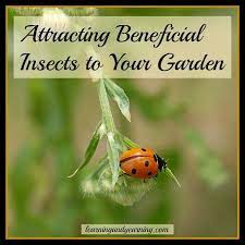 Attracting Beneficial Insects To Your Garden Beneficial Insects Attracting Beneficial Insects Garden Pests