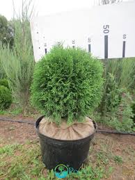 Туя западная «даника» i thuja occidentalis danica. Thuja Occidentalis Woodwardii Kod Tuya Zahidna Woodwardii