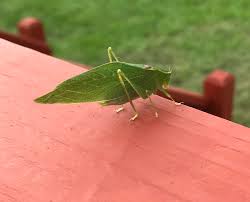 Phylliidae bugs are insects that look like leaves. This Bug In My Backyard That Looks Like A Leaf Mildlyinteresting