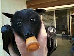 Some Cute Bat Gifs Album On Imgur Bat Animal Baby Animals Baby Bats
