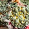 Gathering it yields green pigment. Https Encrypted Tbn0 Gstatic Com Images Q Tbn And9gcquaug2efahp Mplluzjohav Pj9yzatijpaqqpcmecwtq7g5b0 Usqp Cau