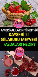 Anadolunun Sifa Meyvesi Kayserili Gilaburu Nedir Neye Faydalidir