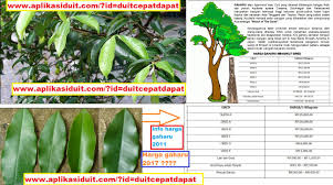 Daun mangga kering di keringan ditempat teduh, buat menjadi bubuk. Khasiat Daun Gaharu Untuk Awet Petua Dan Info Kesihatan Facebook