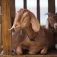 Just Kidding with Goats event image