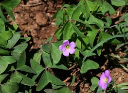 Image result for Oxalis latifolia