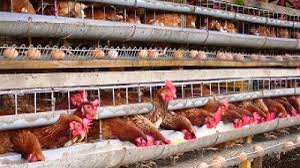 Ayam joper atau jowo super merupakan ayam hasil perkawinan silang antara ayam jantan kampung dengan ayam petelur betina. 13 Cara Ternak Ayam Jawa Super Pola Hcs Arenahewan Com