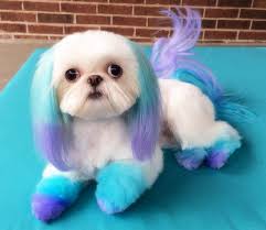 The dog wearing green and yellow (in the photo) is wearing brazil's colors, and i have. Is Creative Grooming Cruel Dog Grooming Styles Dog Dye Creative Grooming