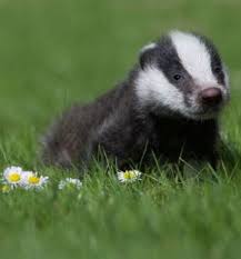 Hufflepuff Badger Actual Hogwarts Houses In Anger Baby Badger Cute Animals Animals Beautiful