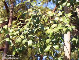 Image result for Elaeodendron