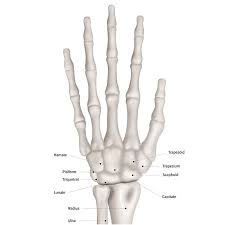 6 2018 common connection diagrams 2.4 brake control sew brakes are available for either normal or rapid starting. Broken Or Sprained Wrist Brandon P Donnelly Md